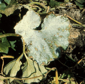A squash leaf covered with a powdery white fungal growth, characteristic of powdery mildew infection, surrounded by green foliage and soil.