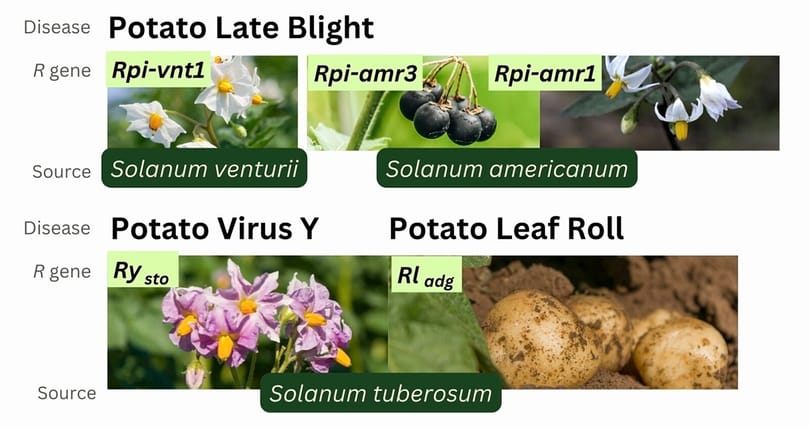 Rather than relying on chemical protection, the researchers strengthened Maris Piper's natural immune system by introducing resistance genes from potato’s wild relatives that encode for immune receptors that detect pathogen molecules and then activate defence.