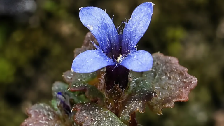 Rare purple Himalayan flower rediscovered in Arunachal Pradesh after 158 years Rare purple Himalayan flower rediscovered in Arunachal Pradesh after 158 years