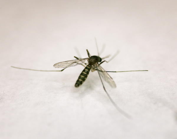 Denton County reports first human West Nile case of 2026 in North Texas Denton County reports first human West Nile case of 2026 in North Texas