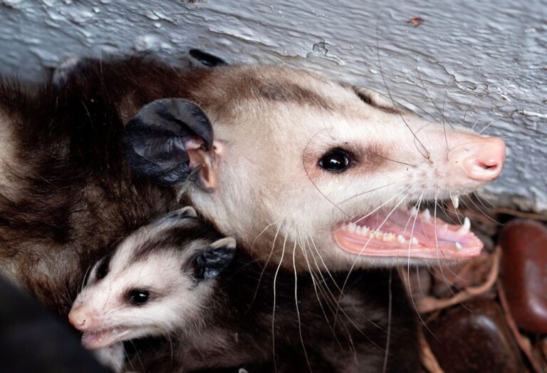 These Galveston critters are carrying a dangerous disease These Galveston critters are carrying a dangerous disease
