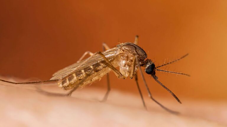 West Nile virus detected in Napa County for first time in three years