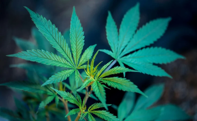 Combining Marijuana And Music Enhances Medical Benefits, Reduces Prescription Drug Use And Boosts Emotions, Government-Funded Study Shows Combining Marijuana And Music Enhances Medical Benefits, Reduces Prescription Drug Use And Boosts Emotions, Government-Funded Study Shows