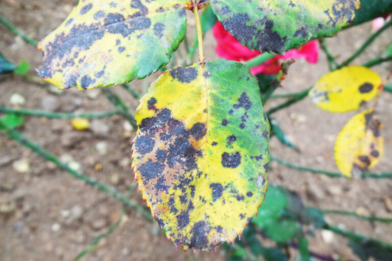 How to protect your roses from black spot disease How to protect your roses from black spot disease