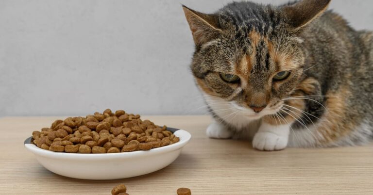 GLP-1 ‘Pawzempic’ Weight-Loss Drugs for Dogs and Cats May Be Coming Next