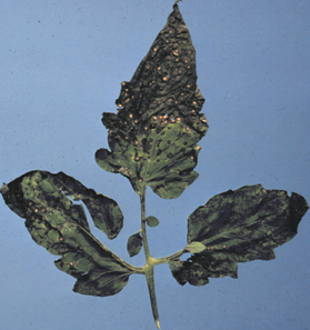 A damaged green leaf with dark, necrotic spots and holes, shown against a plain blue background.