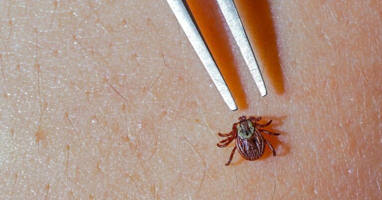 Lyme disease cases rise for second straight year across western Pennsylvania Lyme disease cases rise for second straight year across western Pennsylvania
