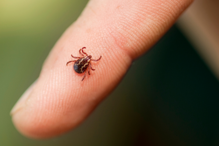 How to avoid tick bites in your yard or while hiking in the woods, and what to do if one starts feasting on you How to avoid tick bites in your yard or while hiking in the woods, and what to do if one starts feasting on you