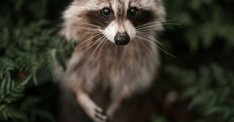 What Jimothy the Raccoon Reveals About Our Need for Nature