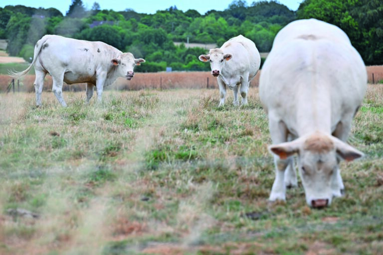Transforming livestock nutrition for a changing world Transforming livestock nutrition for a changing world