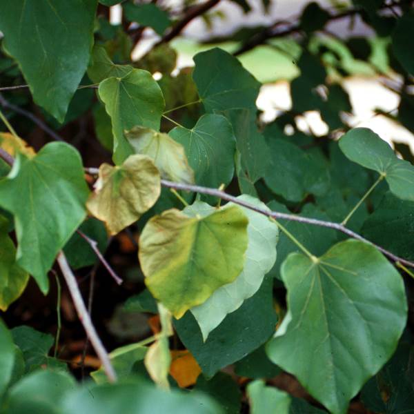 Close-up of green heart-shaped leaves on a branch, with one leaf turning yellow.