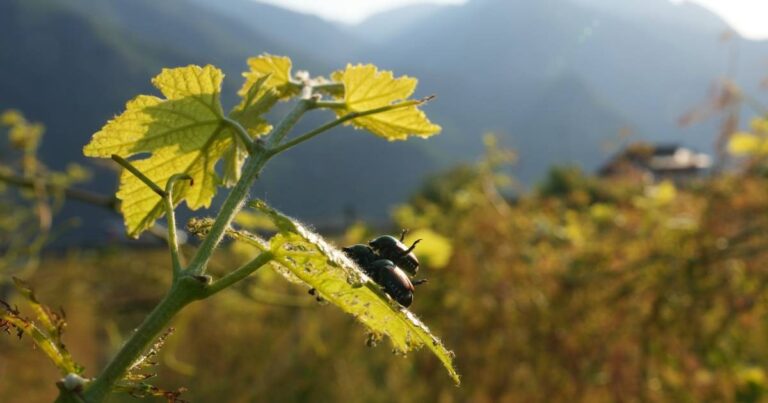 Japanese beetle advances through northern Italy’s vineyards and orchards, frustrating farmers Japanese beetle advances through northern Italy's vineyards and orchards, frustrating farmers