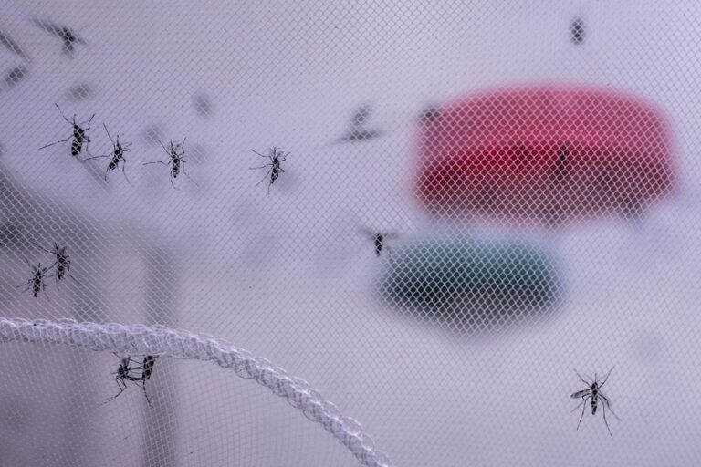 West Nile virus: as cases rise across parts of Europe, here is what you need to know