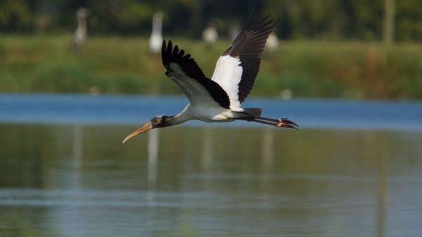 A Wood Stork flyies over water on Joe Farm, a multigenerational cattle farm in Newbern, Alabama.