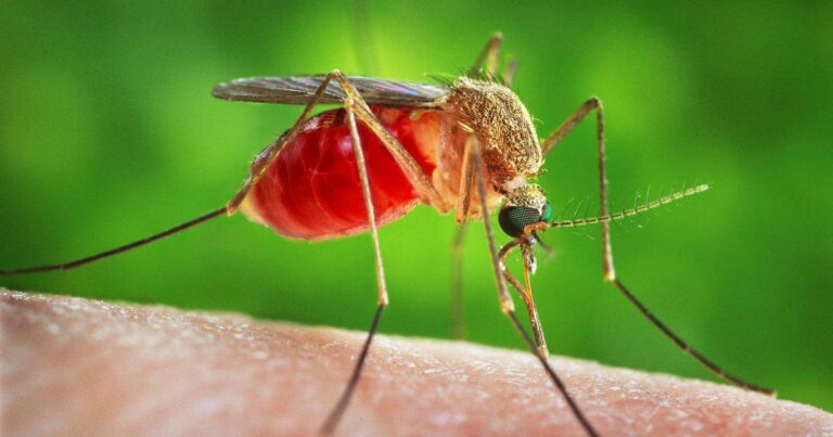 70-year-old Israeli man dies of West Nile Fever, health officials say