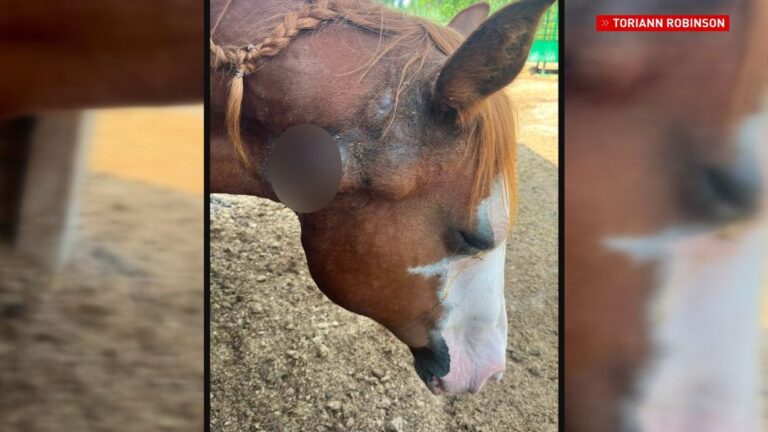 Infected horse owner, ranch owner weigh in on ‘strangles concerns’ from Brown County Fair Infected horse owner, ranch owner weigh in on 'strangles concerns' from Brown County Fair