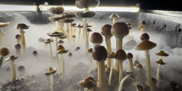 The market for psychedelic drugs to treat mental health conditions gets a big buy signal