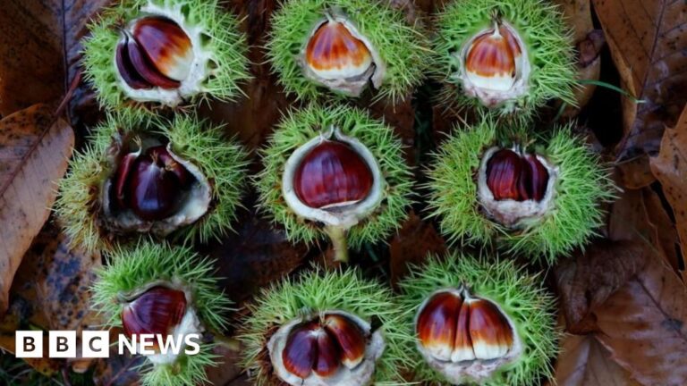 'Growing risk' sweet chestnut disease will spread in South West