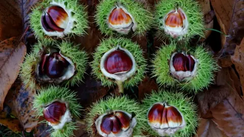 PA Media A close-up of nine open chestnuts on a pile of leaves. The chestnuts have green spiky outsides, and are shiny and brown in the centre.