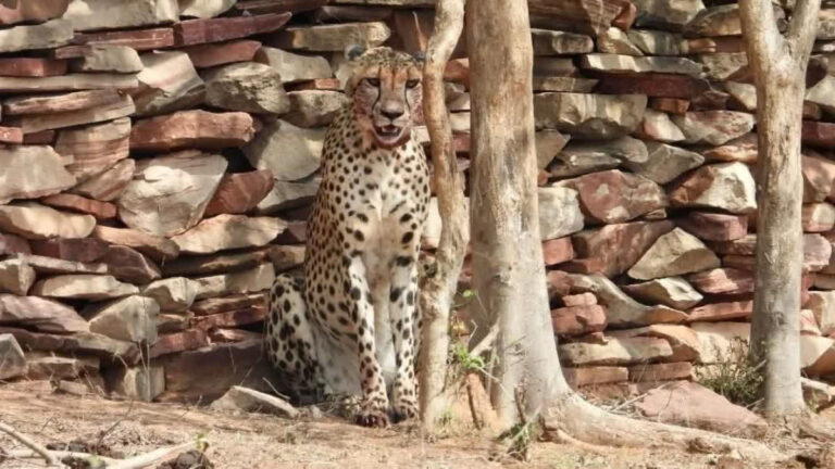 Well Being Of Cheetahs In Kuno National Park A Matter Of Concern