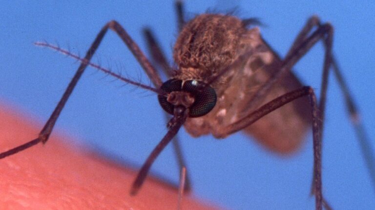 Nassau reports its first West Nile virus case this year Nassau reports its first West Nile virus case this year