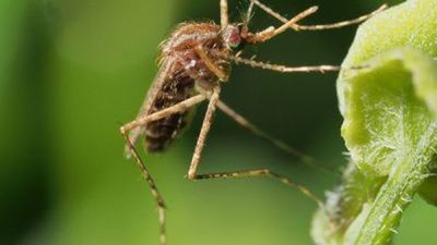 img-mosquito-borne-1-400x343.jpg