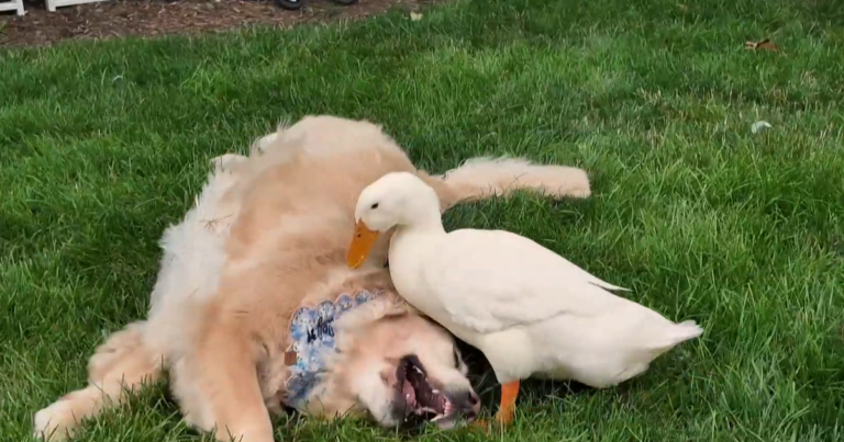 How a duck's friendship helped a New York family's golden retriever overcome health issues: "She started smiling again"