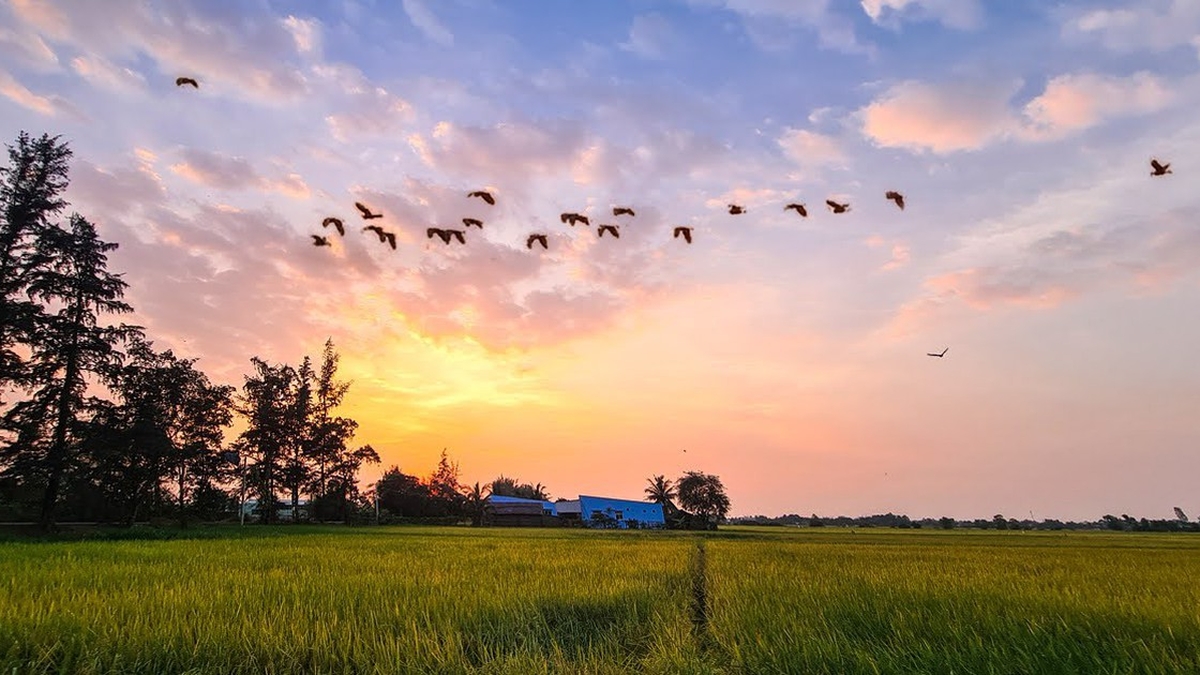 Ho Chi Minh City is about to enter its stunning "golden season," a favorite spot for young people to take Instagram-worthy photos.