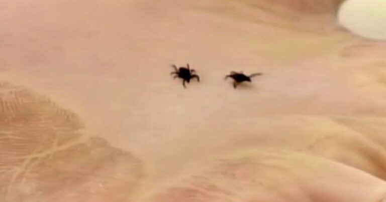 New CDC data reveals ticks have migrated south, possibly creating more risks for Lyme disease