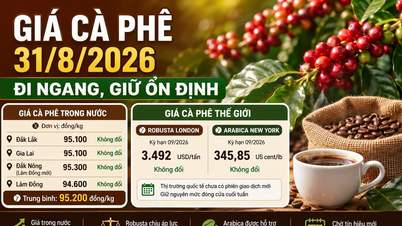 Coffee prices today, August 31st: Central Highlands prices remain stable, awaiting signals at the beginning of the week.