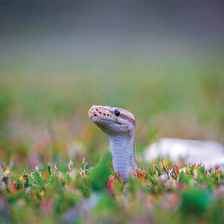 Simple snake prevention tips Simple snake prevention tips