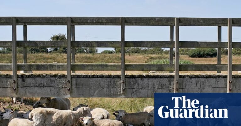 ‘Alarming’ surge in bluetongue disease among UK sheep ‘Alarming’ surge in bluetongue disease among UK sheep