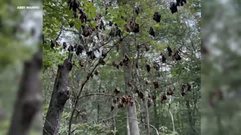 Deadly fungal disease threatening trees found in 5 Long Island towns Deadly fungal disease threatening trees found in 5 Long Island towns