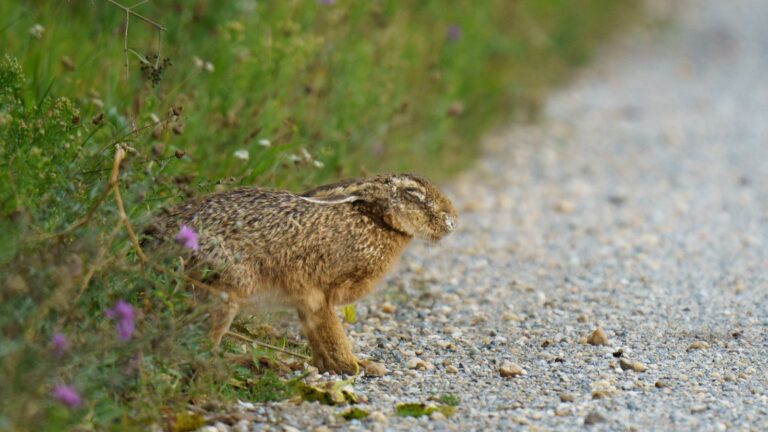 4th case of 'rabbit fever' reported in New York. Here's what to know