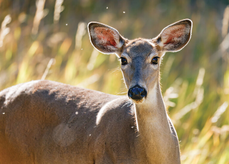 Hemorrhagic Disease Outbreak Potential Cause of Deer Mortalities on Flathead Reservation