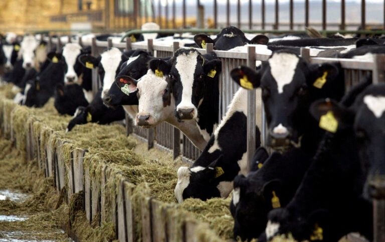 Why choosing low-fat dairy is not necessarily better for your health Why choosing low-fat dairy is not necessarily better for your health