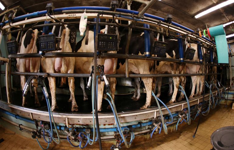 Dairy cattle line up to be milked at Seaton farms near Audlem, England, March 5, 2026