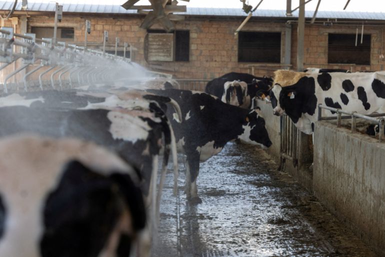 Cows wait in the feed alley as sprinklers create a fine mist to lower temperatures at the Bertinelli dairy farm during a heatwave in Medesano, Italy, July 7, 2026