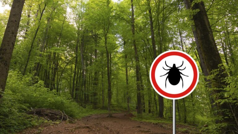 What doctors want patients to know about tickborne illnesses What doctors want patients to know about tickborne illnesses