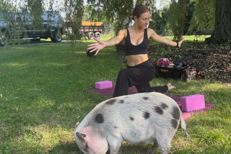 Pig yoga at Sweet Acres blends fitness, fundraising and animal care Pig yoga at Sweet Acres blends fitness, fundraising and animal care