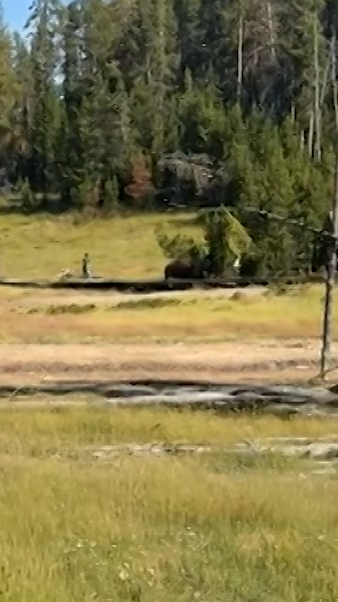 22864824 - BisonChasesChild2.00_00_01_29.Still001.png