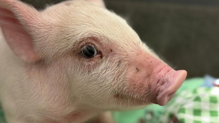 Kent County Youth Fair exhibitor tests positive for swine flu, health officials say