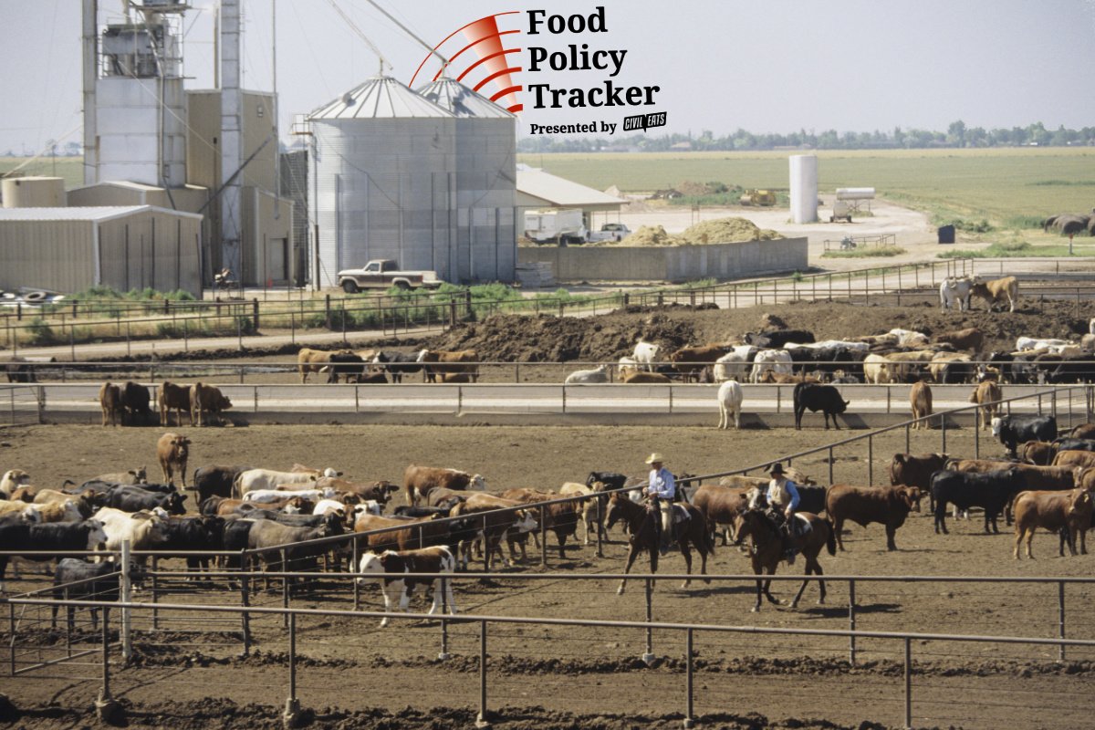 Cowboys herding cattle in a feedlot in Texas. (Photo credit: Andy Sacks, Getty Images)