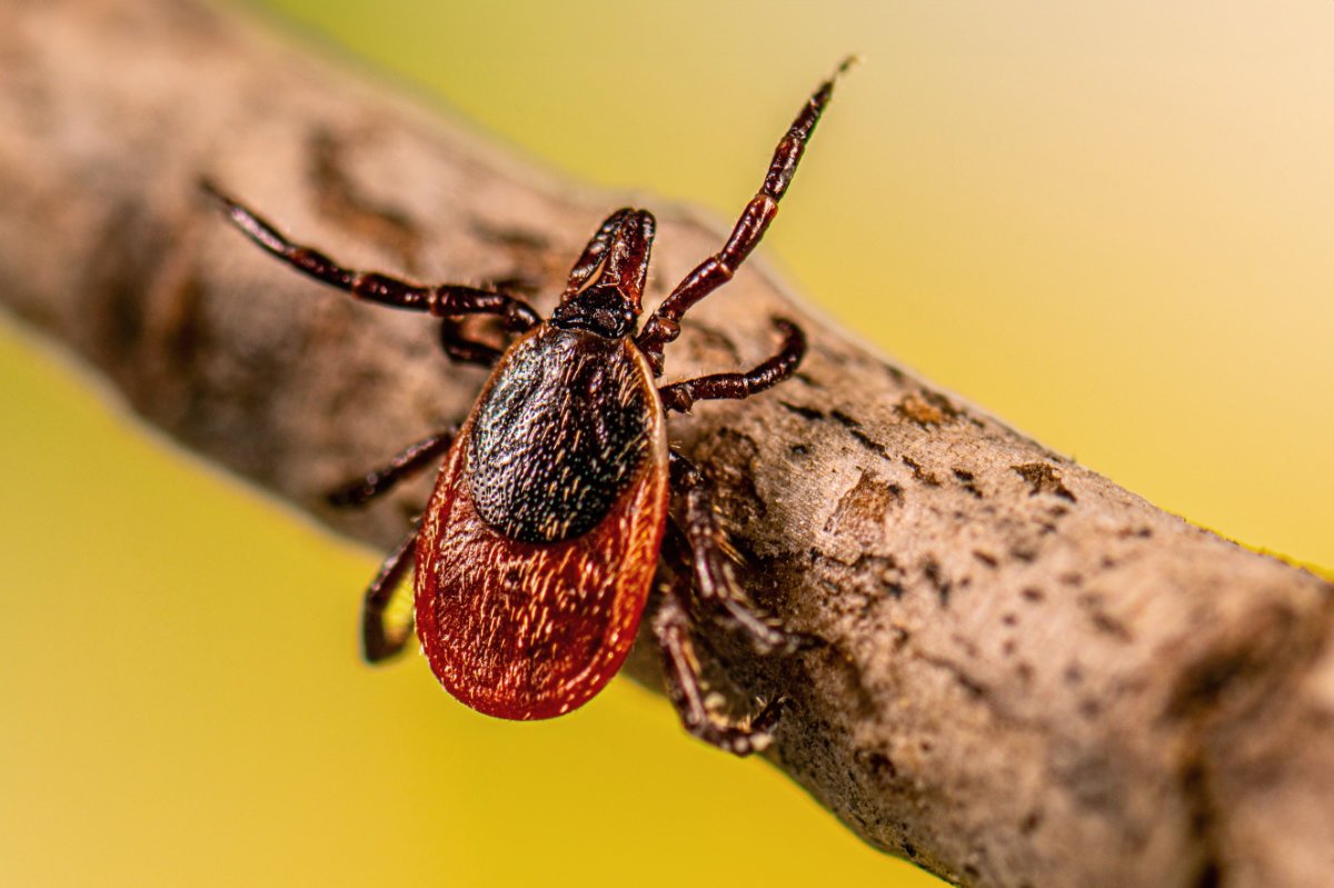 An adult female blacklegged tick (Ixodes scapularis), also known as a deer tick. Image courtesy CDC. (Photo credit: Smith Collection/Gado/Getty Images)