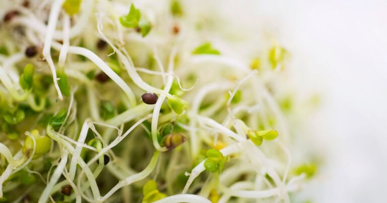 Alfalfa sprouts recalled for E. coli and salmonella after dozens of illnesses
