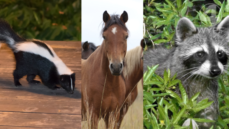 Over a dozen people, pets exposed to rabies, SC health officials say