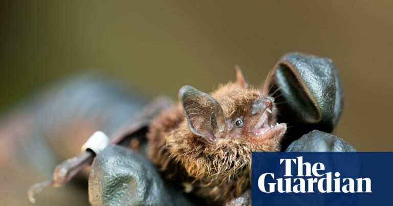 Killer fungus: how a disease threatening bat species has spread to northern Canada