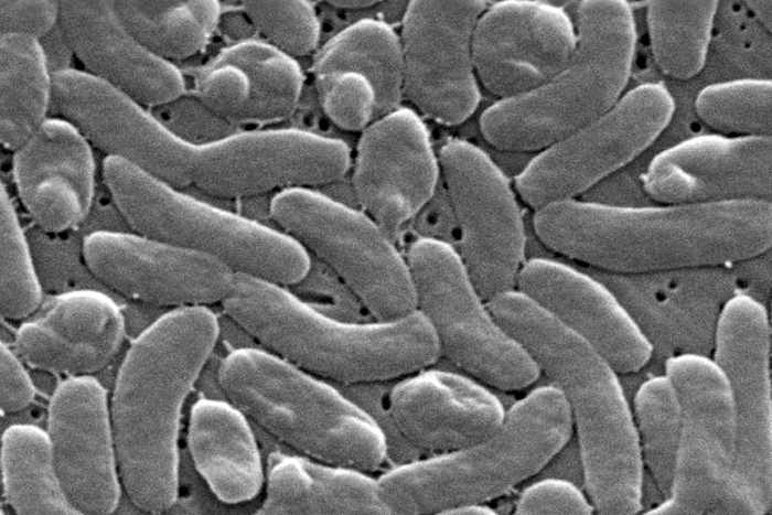 Health officials urge caution for Gulf Coast beachgoers during surge of deadly bacterial infections Health officials urge caution for Gulf Coast beachgoers during surge of deadly bacterial infections