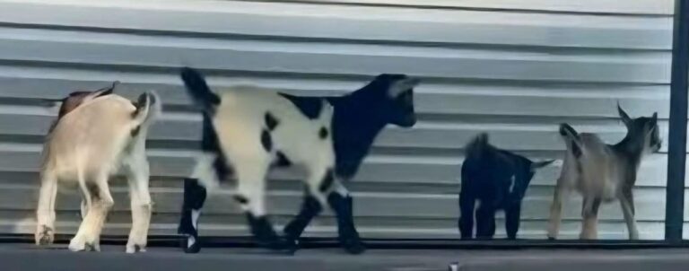 3 goats at N.C. petting zoo test positive for rabies
