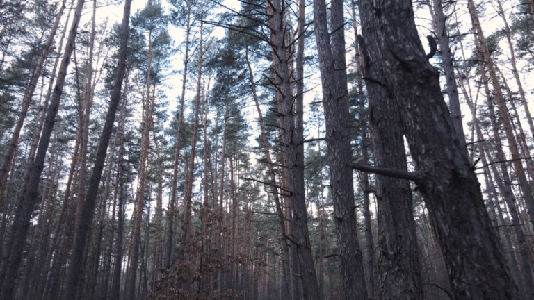 Arkansas offers funding to help landowners protect forests from pine beetles, disease